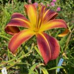 2018-039-02 2018-039-02