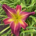 2018-050-11 2018-050-11