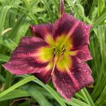 2018-050-13 2018-050-13