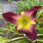 2018-050-15 2018-050-15