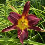 2018-052-01 2018-052-01