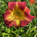 2018-060-10 2018-060-10