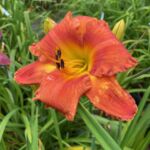 2018-071-04 2018-071-04