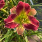 2018-082-06 2018-082-06