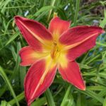 2018-114-01 2018-114-01