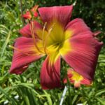 2018-115-01 2018-115-01