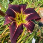 2018-136-01 2018-136-01