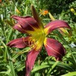 2018-136-05 2018-136-05